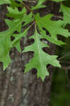 Pin oak